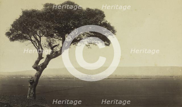Untitled (Landscape near Watsonville, California), c. 1879. Creator: Eadweard J. Muybridge (American, 1830-1904).