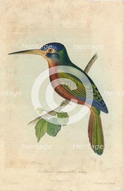 'Galbula cyanicollis. Cassin', 1850s. Creators: John T. Bowen, William E. Hitchcock.