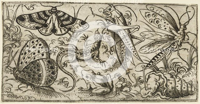 Group of insects and animals on a plain ground with grass..., 1530 - 1562.  Creator: Virgil Solis.