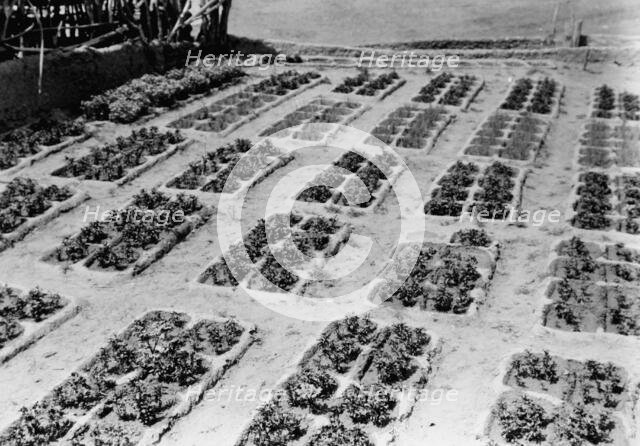 Zuni gardens, c1927. Creator: Edward Sheriff Curtis.