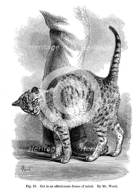 A cat in affectionate frame of mind, from The Expression and Emotions in Man  and Animals, 1872. Artist: Unknown # 1151969 - Heritage Images
