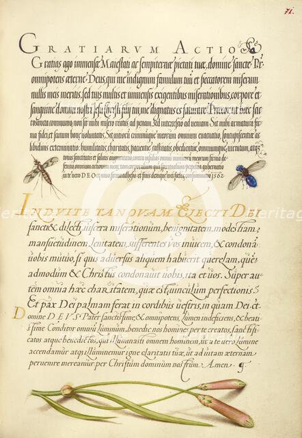 Insects and Carnation; Mira calligraphiae monumenta, 1561-1562; illumination added 1591-1596. Creator: Joris Hoefnagel.