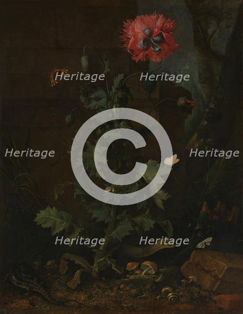 Still Life with Poppy, Insects, and Reptiles, ca. 1670. Creator: Otto Marseus van Schrieck.