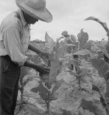 Zollie Lyons and son worming tobacco, Wake County, North Carolina, 1939. Creator: Dorothea Lange.