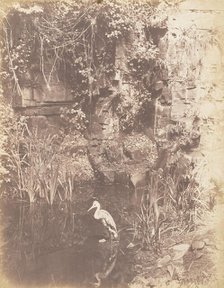 The Heron, 1853-56. Creator: John Dillwyn Llewelyn.