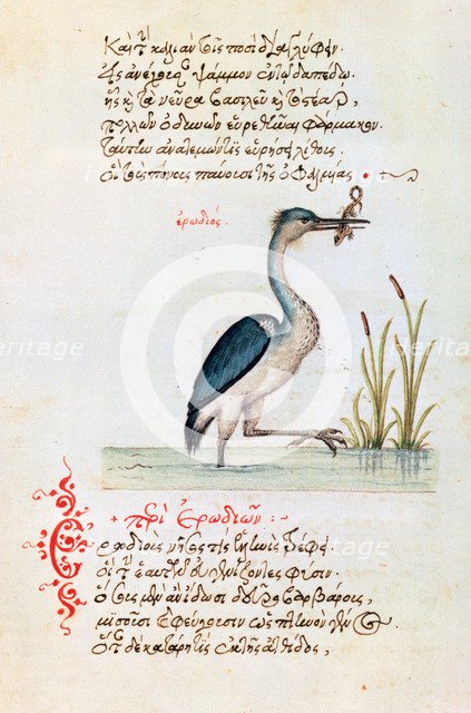 The Heron, 1564. Artist: Unknown
