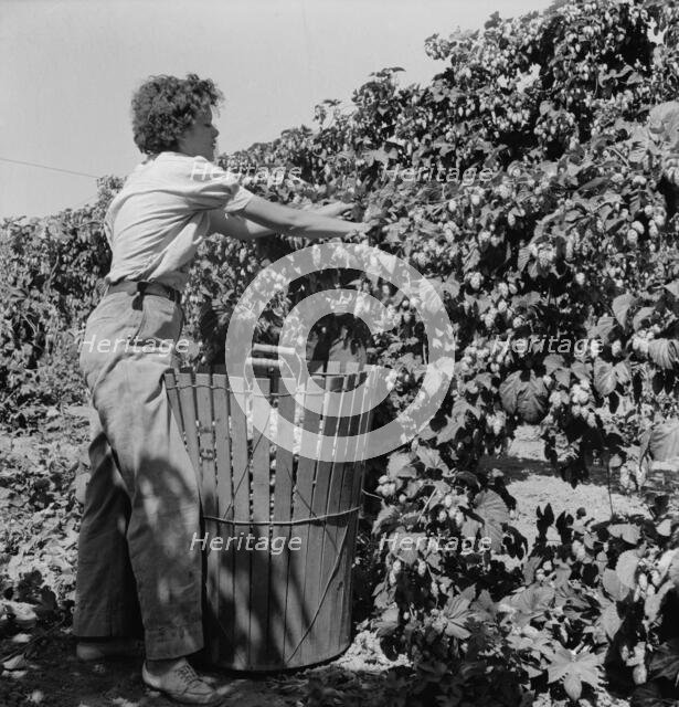Young wife of ex-logger, migratory field worker..., near Independence, Polk County, Oregon, 1939. Creator: Dorothea Lange.
