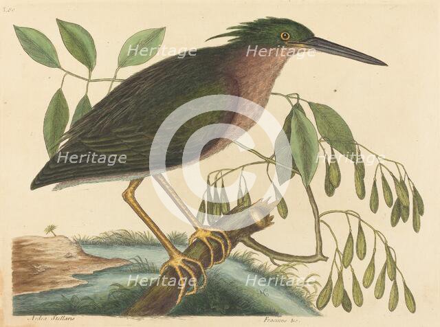 The Small Bittern (Ardea virescens), published 1754. Creator: Mark Catesby.