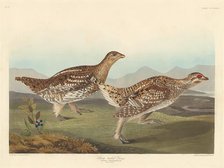 Sharp-tailed Grous, 1837. Creator: Robert Havell.