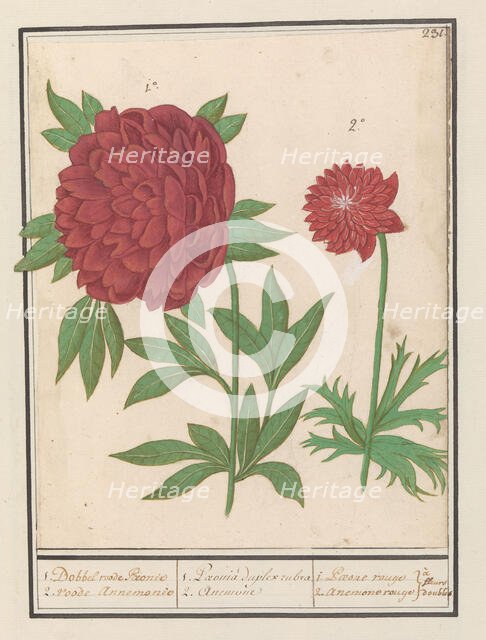 Peony (Paeonia) and Anemone (Anemone), 1596-1610. Creators: Anselmus de Boodt, Elias Verhulst.