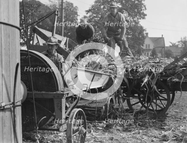 Cooperating farmers feeding corn from the wagon..., Yamhill County, Oregon, 1939. Creator: Dorothea Lange.