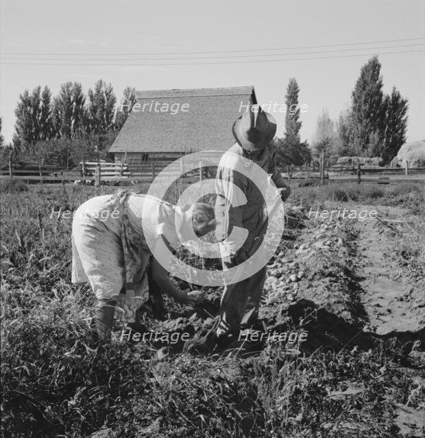 Couple digging their sweet potatoes in the fall, Irrigon, Morrow County, Oregon, 1939. Creator: Dorothea Lange.