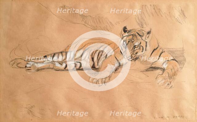 A Tiger Waiting, c1900s. Creator: John MacAllan Swan.