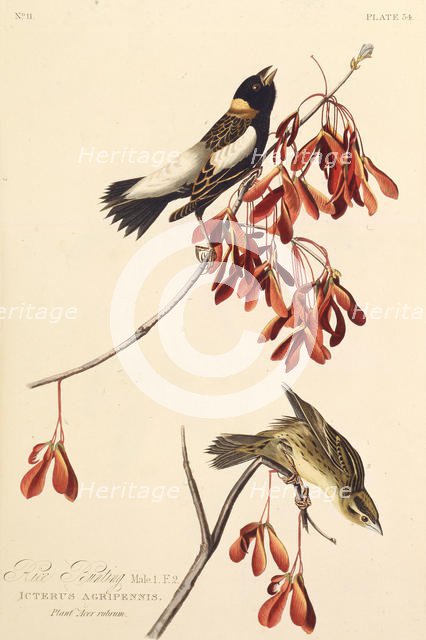 The Ricebird. From "The Birds of America", 1827-1838. Creator: Audubon, John James (1785-1851).