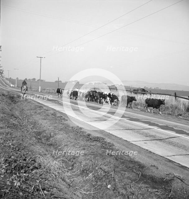 Bringing cattle in from the range, Contra Costa County, California, 1938. Creator: Dorothea Lange.