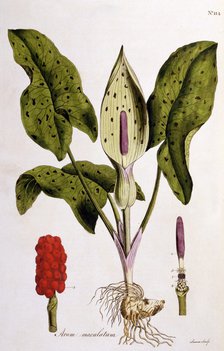 Arum Maculatum,  1775.