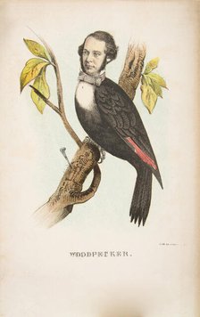 Woodpecker (William B. Gihon), from The Comic Natural History of the Human Race, 1851. Creators: Henry Louis Stephens, L. Rosenthal.