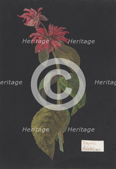 Monarda didyma/Scarlet Lion's Tail, ca. 1791 (?). Creator: William Booth Grey.