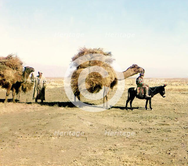 Camel caravan carrying thorns for fodder, Golodnaia Steppe, between 1905 and 1915. Creator: Sergey Mikhaylovich Prokudin-Gorsky.