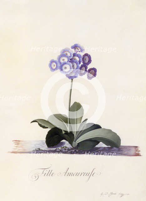 Garden Auricula  "Fille Amoureuse", c. 1743 (hand coloured engraving). Creator: "Georg Dionysius Ehret (1710 - 70); Ehret, Georg Dionysius (1710-1770)".