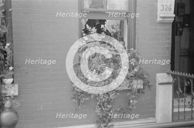 Flowers in a window, 61st Street between 1st and 3rd Avenues, New York, 1938. Creator: Walker Evans.