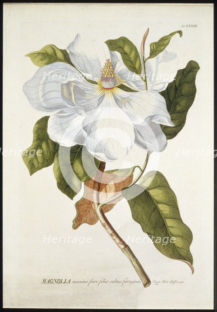 Magnolia Maxime Flore, c1740-1770. Creator: Georg Dionysius Ehret.