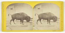 Buffalo, 1873. Creator: C. Seaver, Jr..