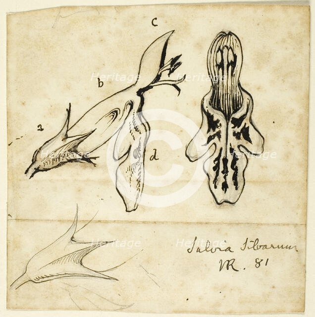 Salvia Silvarum, 1881. Creator: John Ruskin.