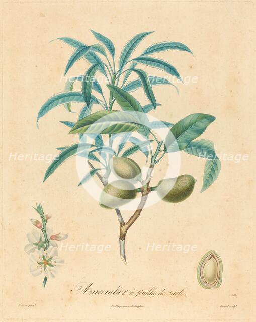 Amandier a feuilles de saulle. Creator: Unknown.