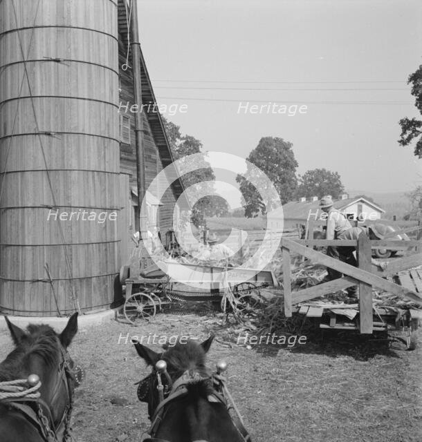 Farmers feeding corn into cooperatively owned..., near W Street at Carlton, Oregon, 1939. Creator: Dorothea Lange.