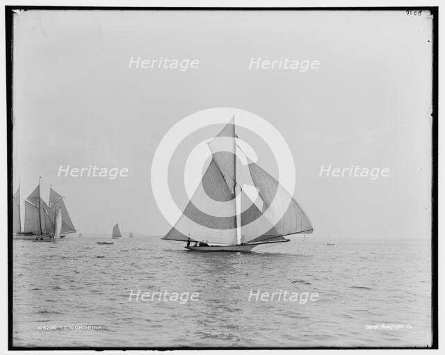 Swordfish, between 1880 and 1899. Creator: Unknown.