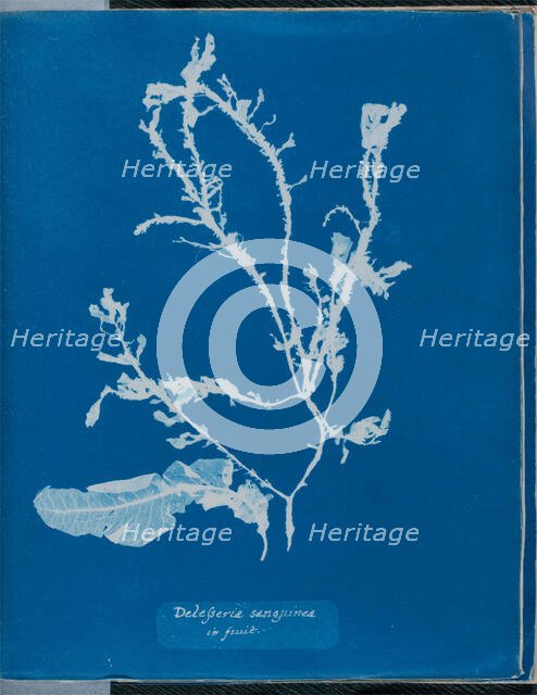 Delesseria sanguinea in fruit, 1843 or 1844. Creator: Anna Atkins.