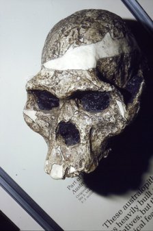 Skull of Australopithecus Africanus from Sterkfontein, South Africa, 3 to 2 million years BC. Artist: Unknown.