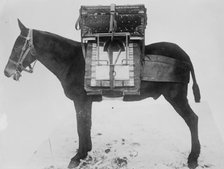 Pack horse used by U.S. Army Signal Corps, carrying chest of instruments for local outfit..., 1916. Creator: Bain News Service.
