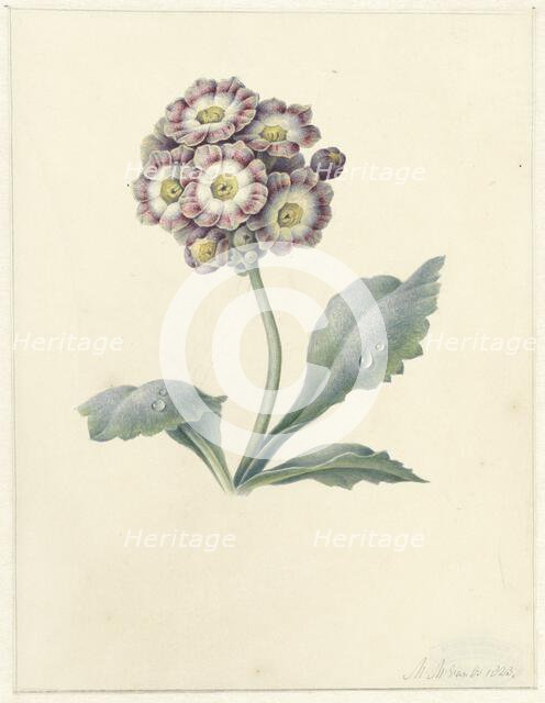 Flower study, 1823. Creator: Maria Margrita van Os.