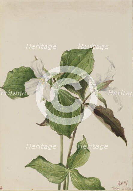Large White Trillium (Trillium grandiflorum), 1923. Creator: Mary Vaux Walcott.