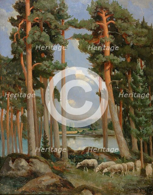 Sheep on the prowl. Creator: Aukusti Uotila.