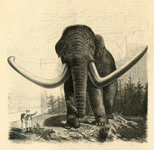 'The Mammoth of St. Petersburg', 1883. Creator: Unknown.
