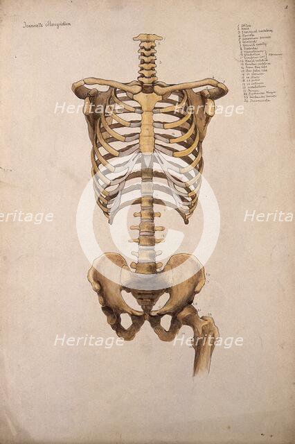 Bones of the trunk and pelvis: front view, 1880. Creator: Jeannette Mongredien.
