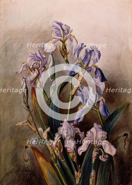 Blue iris flowers, 1901. Creator: JA Sherlock.