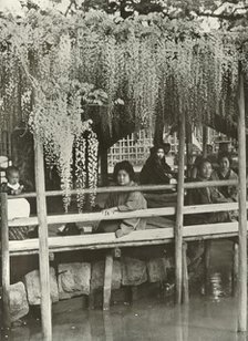 'A Wisteria Arbour at Kameido', 1910. Creator: Herbert Ponting.