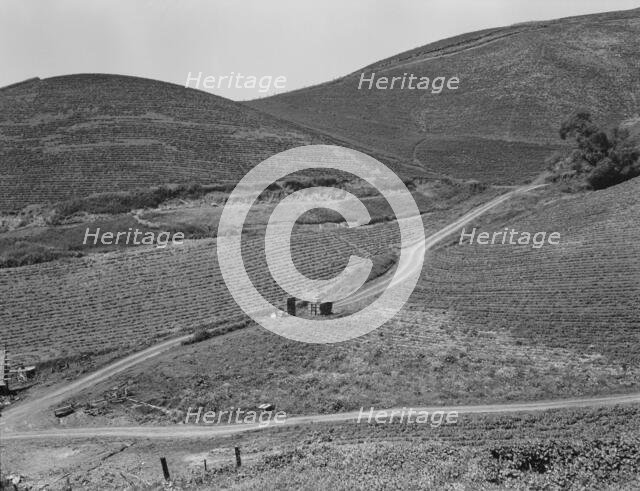 The pea fields of the California coast, 1937. Creator: Dorothea Lange.