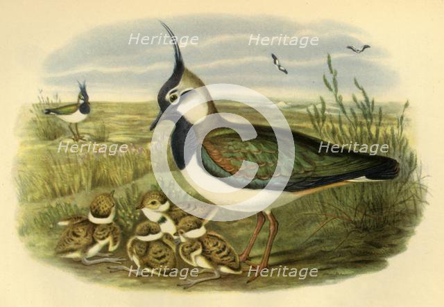 'Lapwing and Young', 1865, (1942). Creator: John Gould.