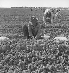 The kind of work drought refugees and Mexicans do in the Imperial Valley, California, 1937. Creator: Dorothea Lange.
