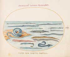 Animalia Aqvatilia et Cochiliata (Aqva): Plate XVI, c. 1575/1580. Creator: Joris Hoefnagel.