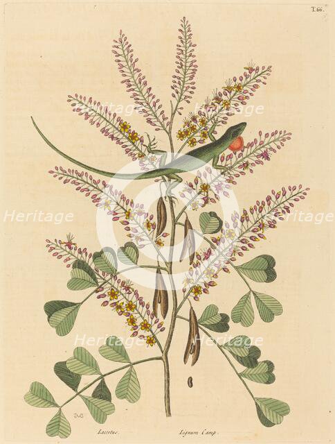 The Green Lizard of Jamaica (Lacerta bullaris), published 1731-1743. Creator: Mark Catesby.