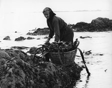 Gathering seaweed, Portugal, c1960s.