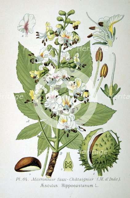 Common horse chestnut, 1893. Artist: Unknown