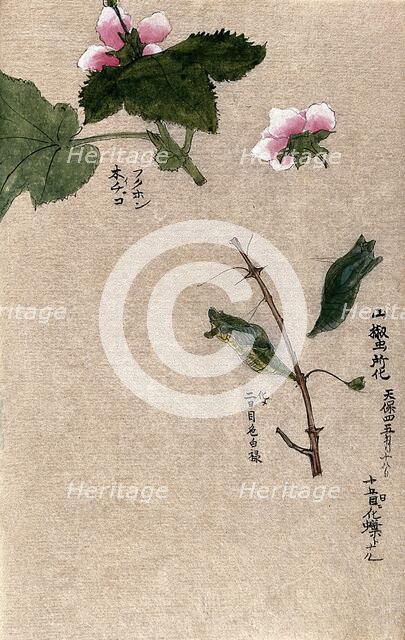 Two raspberry plant stems, one with a chrysalis attached. Creator: Unknown.