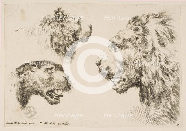 Heads of Three Lions, ca. 1641. Creator: Stefano della Bella.